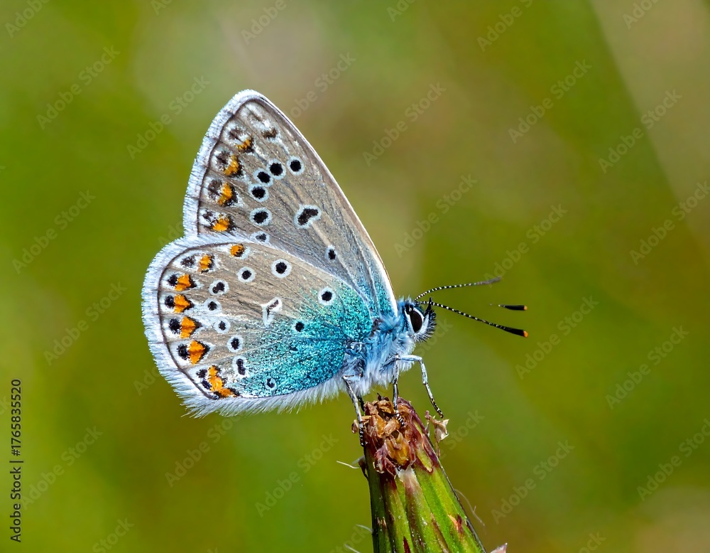 Obraz premium A close-up photograph showcases a vibrant butterfly with blue and orange patterns on its wings, perched delicately on a plant stem against a blurry green background