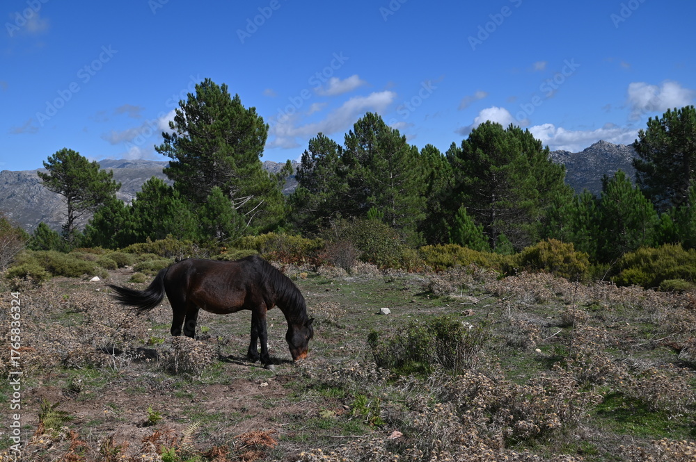 Fototapeta premium autour d'Aullène-Corse du Sud