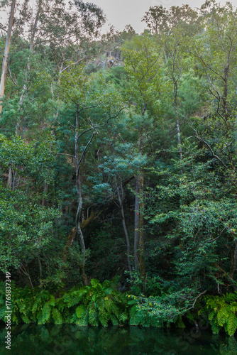 A dense, verdant forest of tall trees