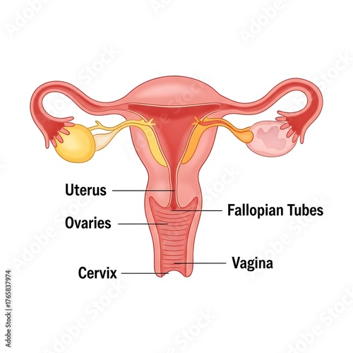Detailed Labeled Diagram of Internal Female Reproductive Anatomy