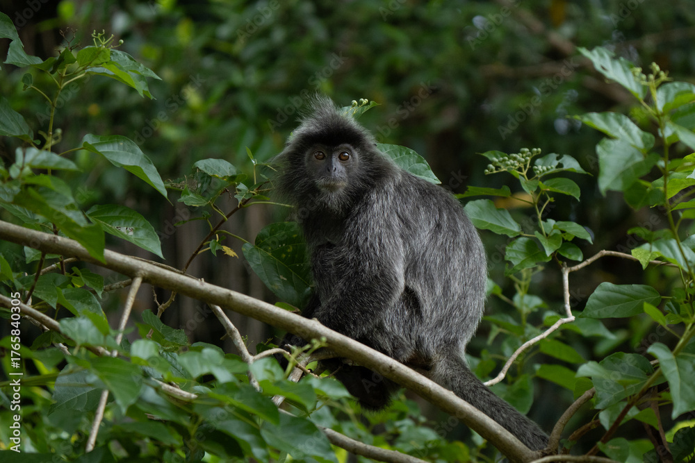 Fototapeta premium Silver langur portrait in Borneo Rainforest in Bako National Park 