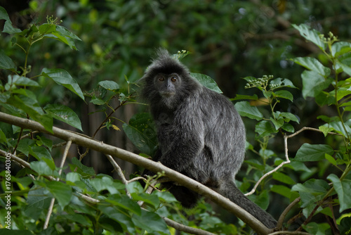 Silver langur portrait in Borneo Rainforest in Bako National Park 