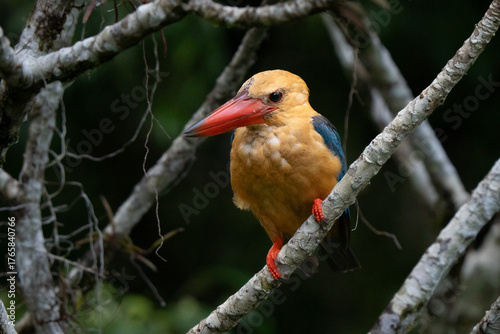 Konstfotografi The stork-billed kingfisher (Pelargopsis capensis), is a tree kingfisher widely but distributed in tropical Indian subcontinent