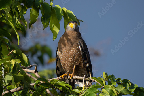 Crested serpent eagle portrait in Kinabatangan river hunting in the forest lush 