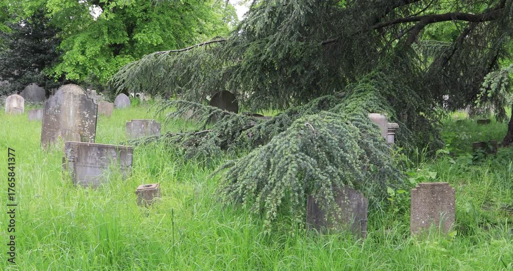 Old gravestones in long grass, partly buried under the drooping ...
