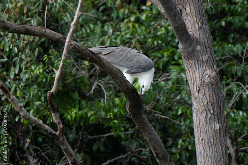 White-bellied sea eagle eating a fish on a tree in Borneo rainforest