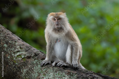 Portrait of long-tailed Macaque. Macaca fascicularis lives in wide range of habitats including primary and secondary forest, mangroves, plantations and the outskirts of towns and villages