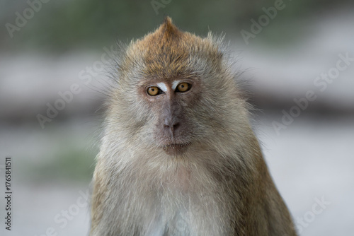 Portrait of long-tailed Macaque. Macaca fascicularis lives in wide range of habitats including primary and secondary forest, mangroves, plantations and the outskirts of towns and villages