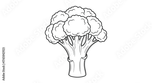 Detailed Line Art of a Fresh Cauliflower Head.