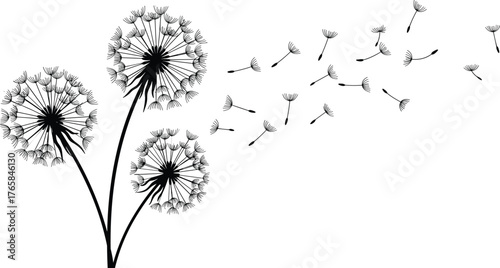 Black dandelions with seeds blowing in the wind on white background vector