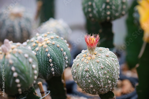 Astrophytum asterias cv. Shinshowa, has a unique characteristic of having small, slender petals and fringes, which is considered an unusual flower characteristic, blooming mostly in summer.