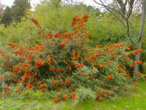 Branches with Pyracantha coccinea berries in an autumn garden