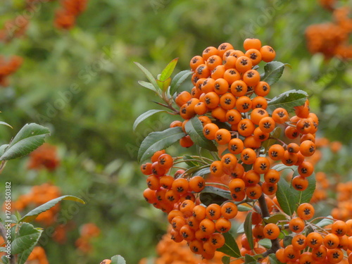 Branches with Pyracantha coccinea berries in an autumn garden