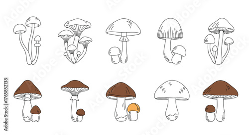 Detailed Mushroom Illustrations - A Botanical Study of Fungi.