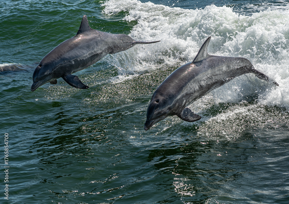 Fototapeta premium two dolphins jumping