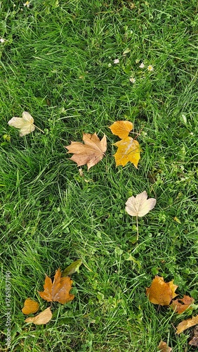 Wallpaper Mural Vibrant yellow and brown maple leaves fallen on bright green grass in an autumn park. Top-down, full-frame background texture for seasonal design. Torontodigital.ca