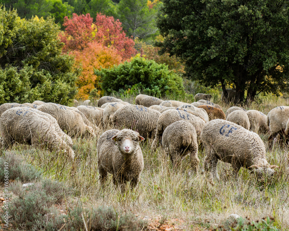 Obraz premium BREBIS,MOUTONS