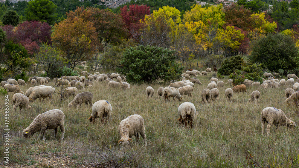 Fototapeta premium BREBIS,MOUTONS