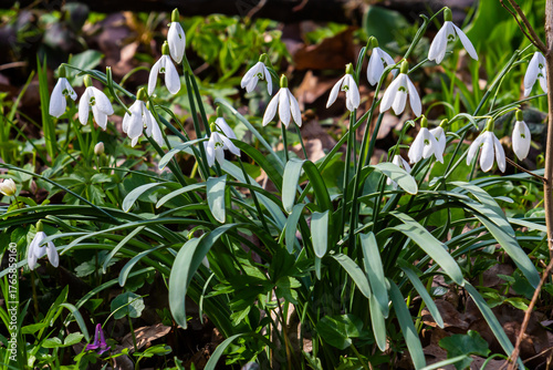 White snowdrop flowers. Galanthus blossoms illuminated by the sun in the green blurred background, early spring. Galanthus nivalis bulbous, perennial herbaceous plant in Amaryllidaceae family
