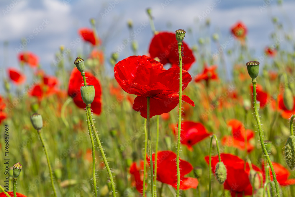 Obraz premium Papaver rhoeas or common poppy, red poppy is an annual herbaceous flowering plant in the poppy family, Papaveraceae, with red petals