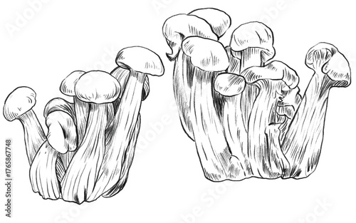 Outline Honey mushrooms, armillaria mushrooms. Mushrooms hand drawn ink sketch set. Isolated Black and white sketch food drawing. Organic vegetarian product for menu, label, packaging