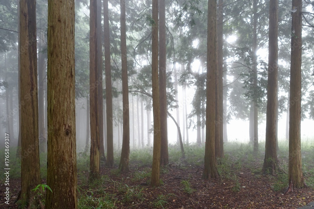 Obraz premium 霧に包まれる森