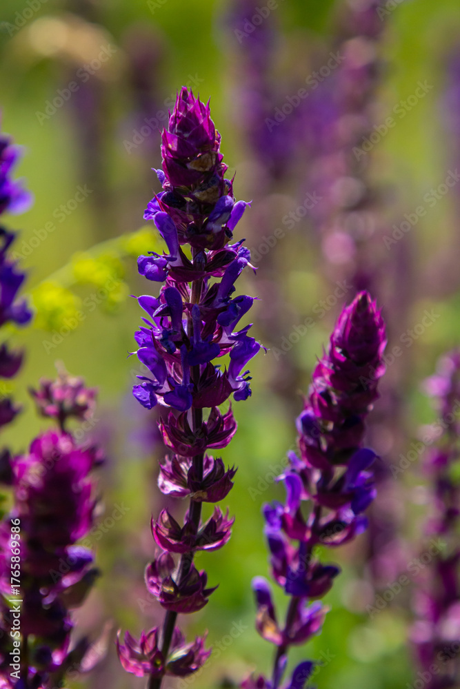 Obraz premium Salvia nemorosa, forest sage, beautiful bright color, violet blue flowers in bloom, muscadine flowering ornamental plants in the garden