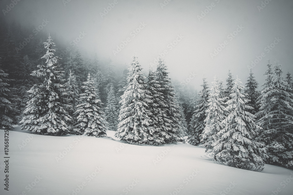 Naklejka premium Christmas background with snowy fir trees
