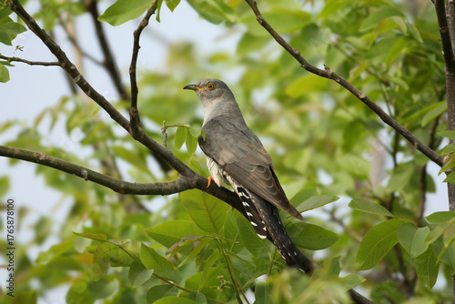 A solitary adult Eurasian cuckoo (Cuculus canorus) is photographed close-up in the crown of a walnut tree.