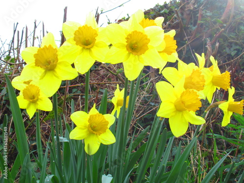 Daffodil flower in spring