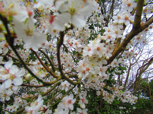 Cherry tree in Guildford, England 
