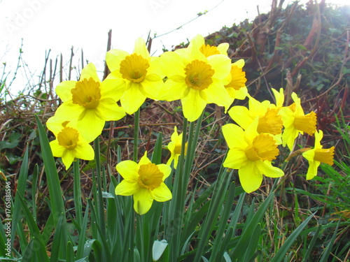 Daffodil flower in spring