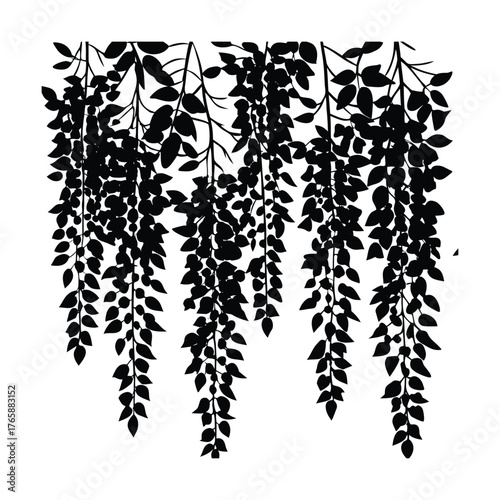 Silhouette of cascading wisteria vines with detailed leaves against a white background