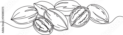 Elegant Pecan Illustration: A Continuous Line Drawing Showcasing