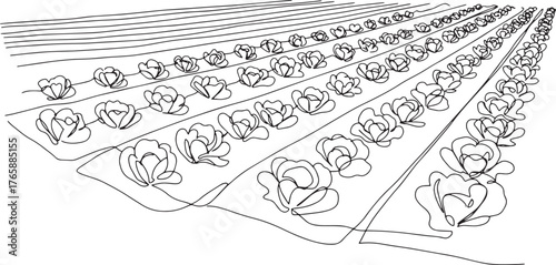 Continuous line drawing showing rows of lettuce crops in a field