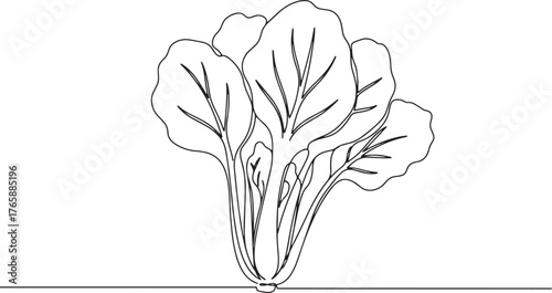 Elegant minimalist line art illustration of a fresh mizuna veget
