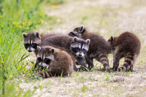 litter of baby raccoons huddled together