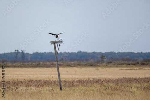 bald eagle collecting nesting material on an osprey platform