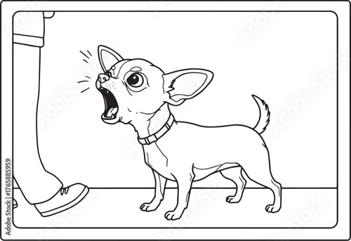 Loud chihuahua dog aggressively barking at a person's leg black