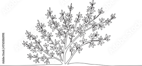 Minimalist forsythia shrub illustration in continuous line drawi
