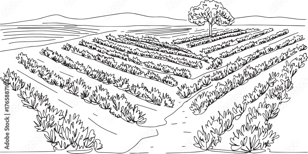 Fototapeta premium Elegant line art depiction of a meticulously planted rosemary fi