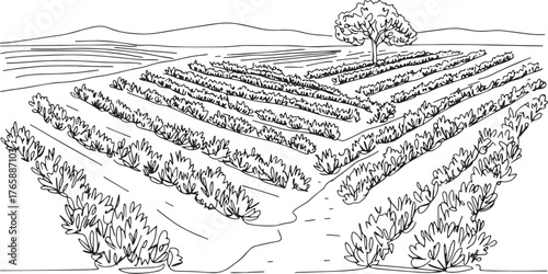 Elegant line art depiction of a meticulously planted rosemary fi