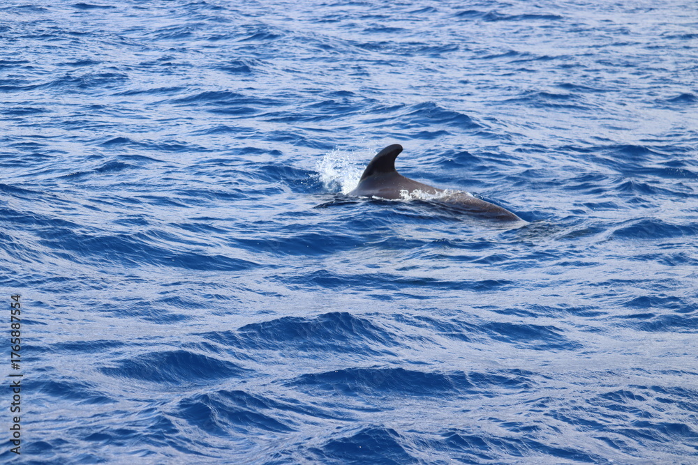 Fototapeta premium Dolphin and whale watching Los Gigantes Tenerife