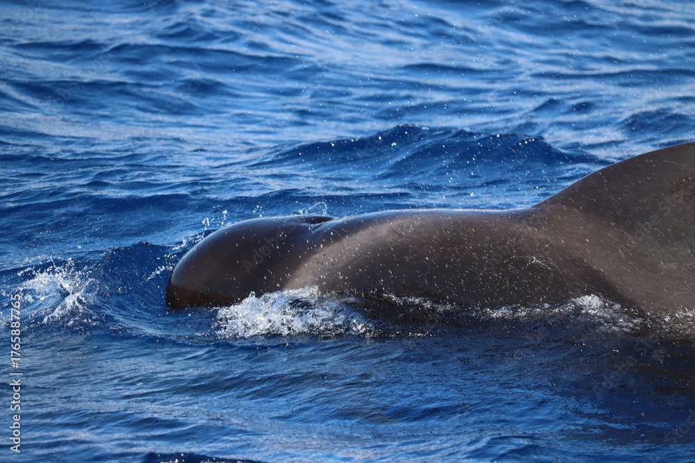 Obraz premium Dolphin and whale watching Los Gigantes Tenerife