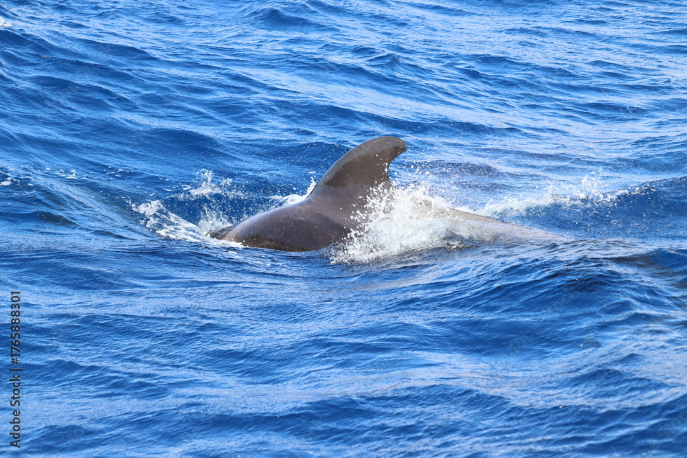 Obraz premium Dolphin and whale watching Los Gigantes Tenerife