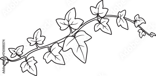 Stylized Ivy Vine Illustration: A simple line drawing for design