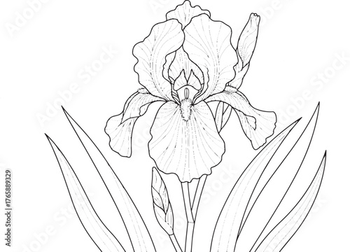 Elegant line art illustration of a blooming iris flower with lon