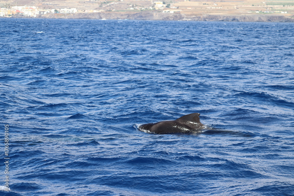 Fototapeta premium Dolphin and whale watching Los Gigantes Tenerife