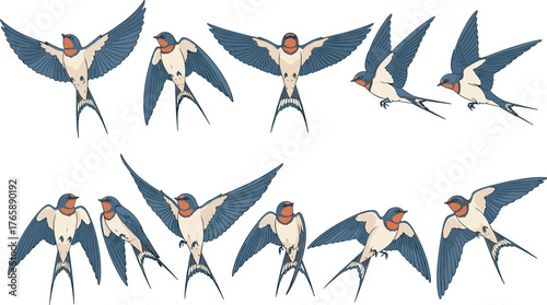 Swallow bird flight motion set, wing movement sequence, red throat detail, graceful aerial anatomy, vector illustration, nature study, dynamic pose