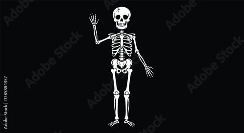 Human skeleton waving hand, anatomical bones illustration, cracked skull vector, black background, cad drawing flat vector illustration, medical clipart